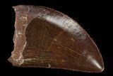Serrated, Carcharodontosaurus Tooth - Beautiful Preservation #127160-1